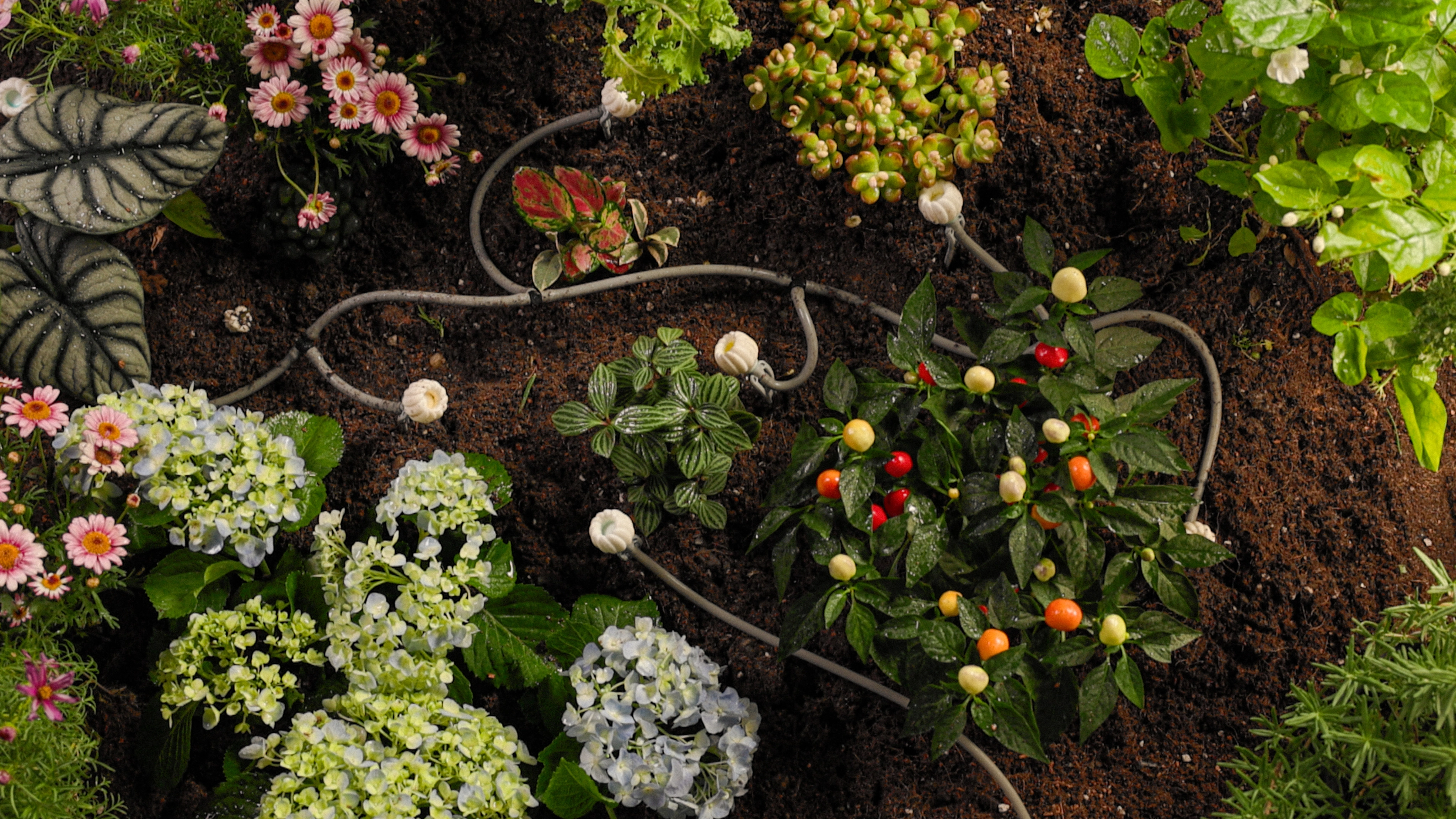 Flat planting irrigation scene